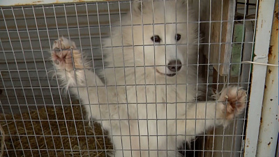 Зоозащитники приехали спасать собак 