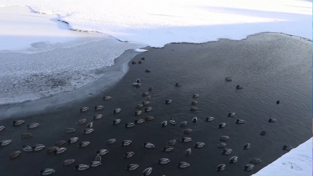 Орнитологи считают уток в Челябинской области