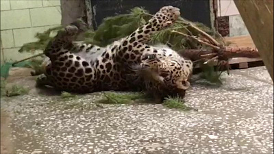 Пятнистый леопард из челябинского зоопарка устроил «обнимашки» с колючей елью 