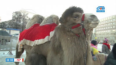 Наше УТРО на ОТВ – верблюд в Челябинске