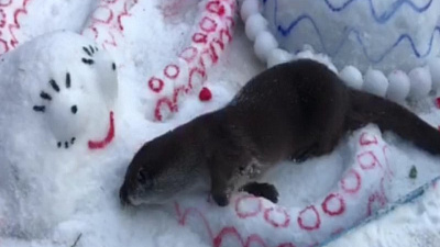 В вольер к выдре Ване подселили осьминога и соорудили прорубь