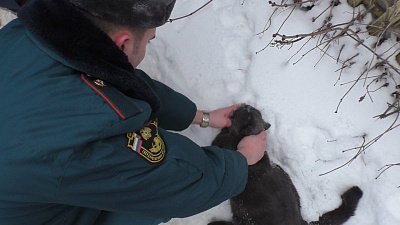 Спасатели вернули к жизни отравившегося дымом кота