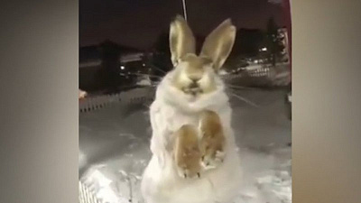 Аномальный холод в Казахстане заживо заморозил уличных животных.18+ 