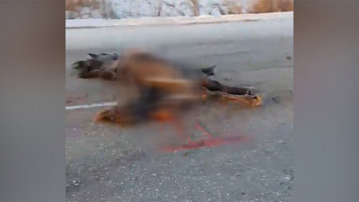 Студент сбил табун лошадей в Челябинской области