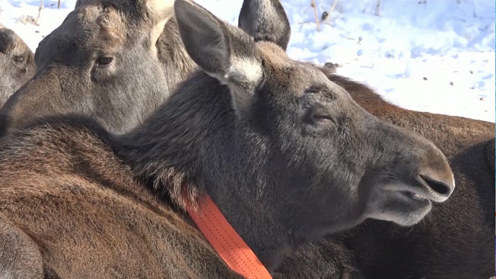 В нацпарке "Зюраткуль" живут четыре лосёнка