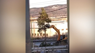 Ковш экскаватора порубил сосну за 43 секунды