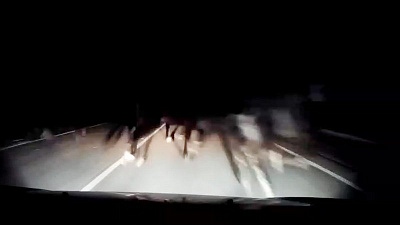 Табун лошадей в темноте бросился под колеса авто