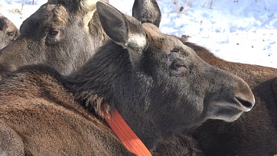 Лосиный беби-бум в национальном парке «Зюраткуль» 
