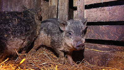 Кудрявые свиньи дают диетическое мясо 