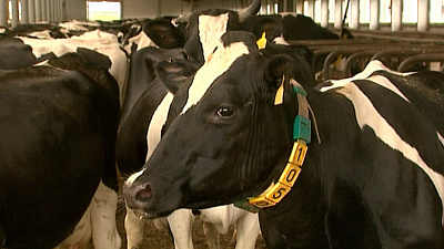 Впервые за несколько лет зафиксирован рост производства молока 