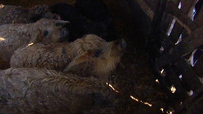 Санкции подтолкнули развитие сельского хозяйства