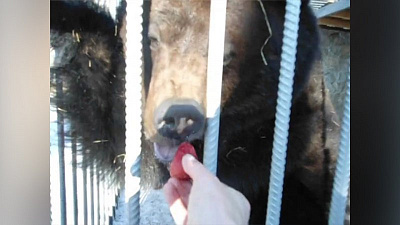 Коллеги челябинского зоозащитника навестили медведицу Маню в «Солнечной долине»