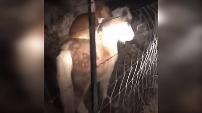 Дворовой пес оседлал пони 