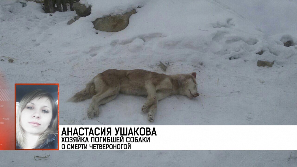 Происшествия недели 11.02.2018