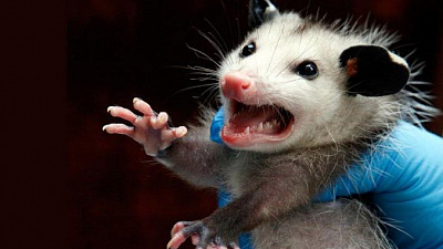 Агрессивная крыса кидалась на посетителей торгового комплекса 