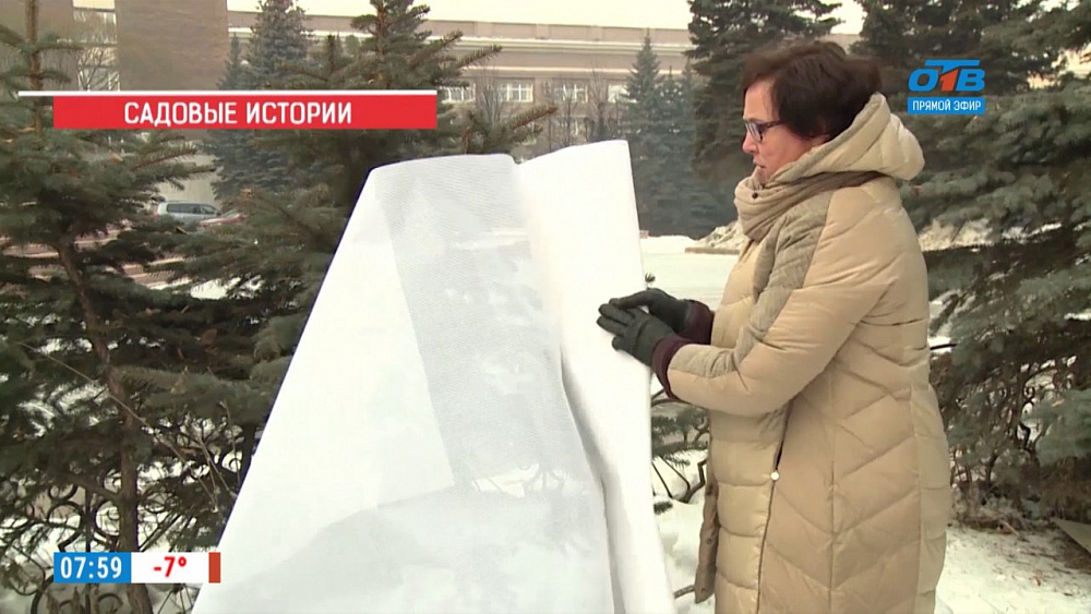 Светлана Налетоваподелилась секретами ухода за хвойными растениями в зимнее время