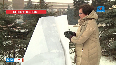 Светлана Налетоваподелилась секретами ухода за хвойными растениями в зимнее время