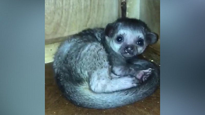 «Медовый медвежонок» родился в челябинском зоопарке