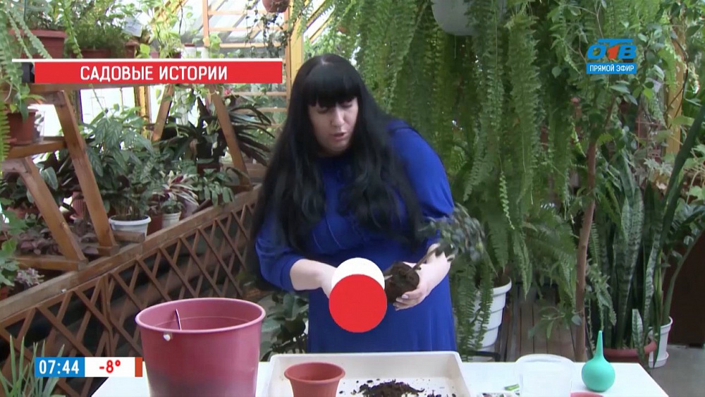 Светлана Налетова рассказала, как правильно пересадить азалию в больший горшок