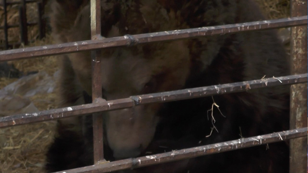 Медведь Степан очнулся от спячки