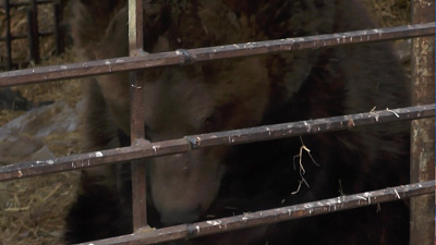 Медведь Степан очнулся от спячки