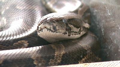 Лечение серьезных болезней змеями в Челябинске 