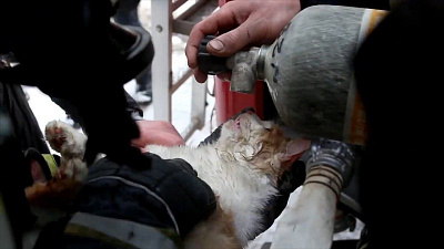 Пожарные спасали умирающего кота на глазах у рыдающей хозяйки 