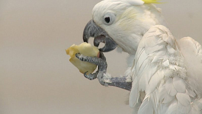 Челябинский попугай ищет невесту после пережитого стресса 