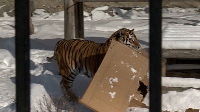 Коробки с сюрпризом подарили хищникам в челябинском зоопарке 