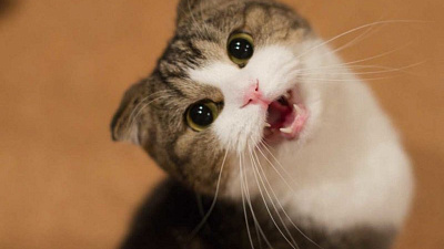 Топ-10 самых востребованных пород котов среди челябинцев