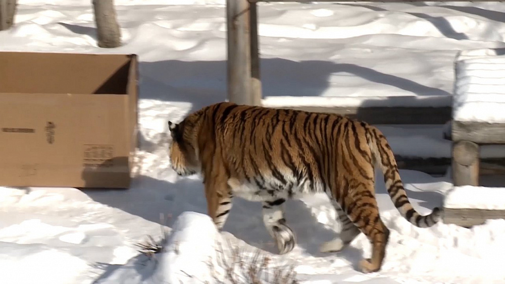 Всероссийский день кошек