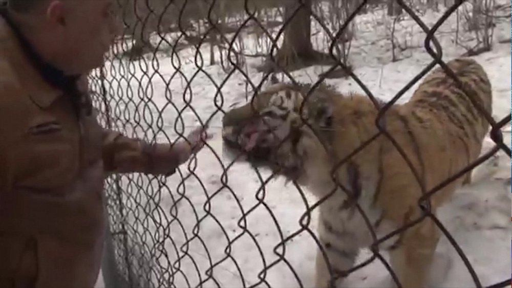 У тигра Жорика появилась подруга