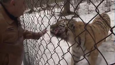 У тигра Жорика появилась подруга