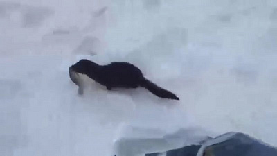 Голодная норка объела рыбака 