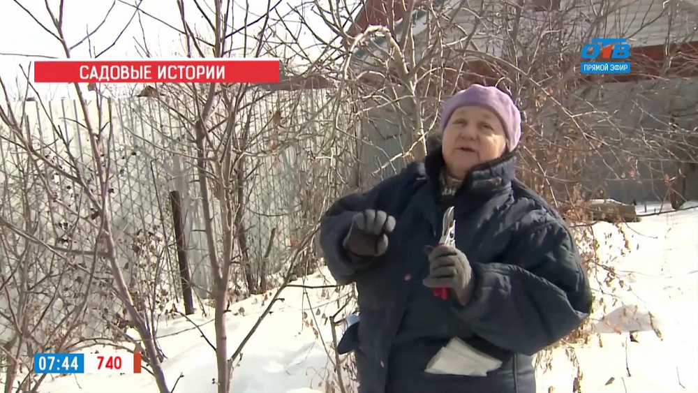 В рубрике «Садовые истории» рассказали, как подготовить черенки