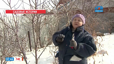 В рубрике «Садовые истории» рассказали, как подготовить черенки