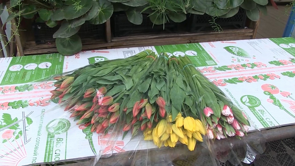 В Миассе выращивают тюльпаны