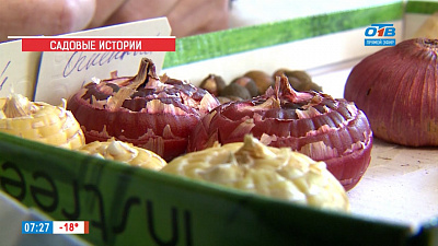 Опытный садовод покажет, как правильно выбирать луковицы гладиолусов