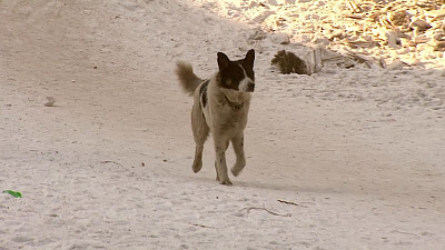Бродячие псы нападают на детскую обувь в челябинских дворах 
