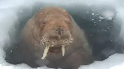 Морж выплыл через лунку к вахтовикам 