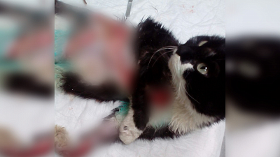 Бездомную кошку «зажевало» в двигатель автомобиля, и теперь ей нужна помощь