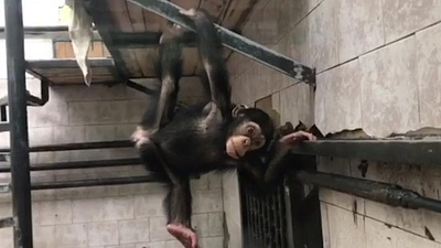 Шимпанзе Варя, выдра Ваня и волчья семья устроили в челябинском зоопарке флешмоб