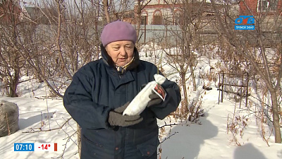 Надежда Черненко рассказала, что делать, если на саженцах розы уже проснулись почки.