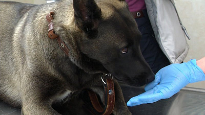 В Челябинске бесплатно привьют от бешенства домашних животных