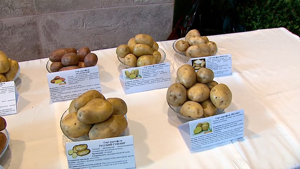 Аграрии попробуют разные сорта картофеля