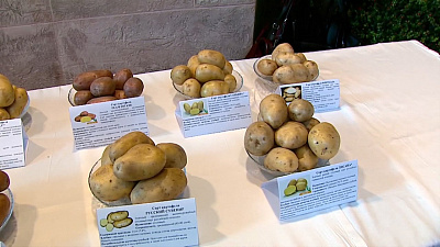 Аграрии попробуют разные сорта картофеля