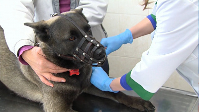 В Челябинске бесплатно привьют животных от бешенства