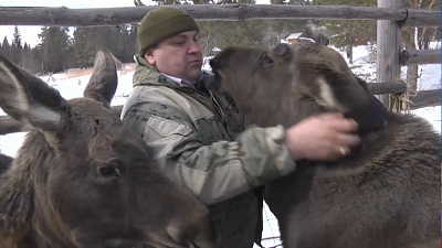 Лосята будут гулять с GPS-маячками