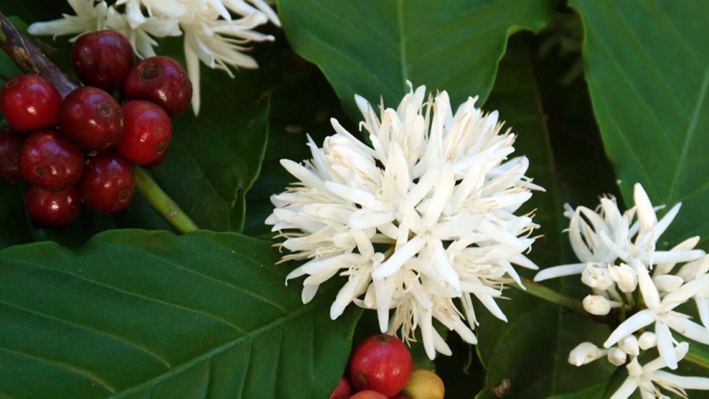 В рубрике «Садовые истории» рассказали, как дома или в офисе вырастить экзотическое растение