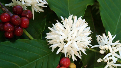 В рубрике «Садовые истории» рассказали, как дома или в офисе вырастить экзотическое растение